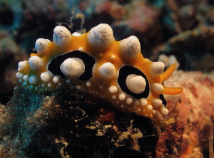 "Eyed"
Phyllidia ocellata by Chris Krambeck 